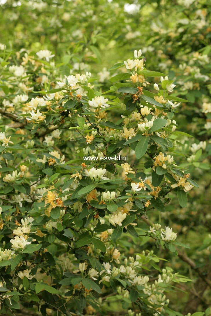 Lonicera morrowii
