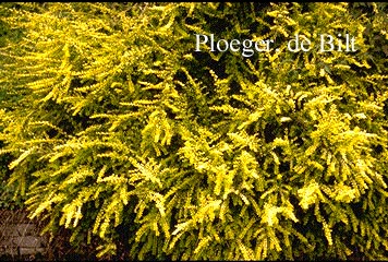 Lonicera nitida 'Baggesen's Gold'