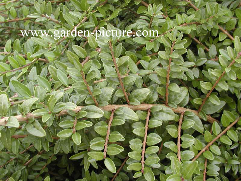 Lonicera nitida 'Maigruen'