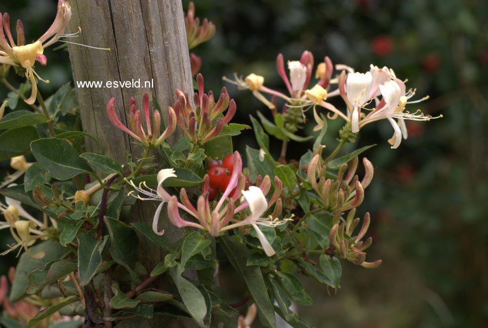 Lonicera periclymenum 'Inov 71' (CAPRILIA CREAM)