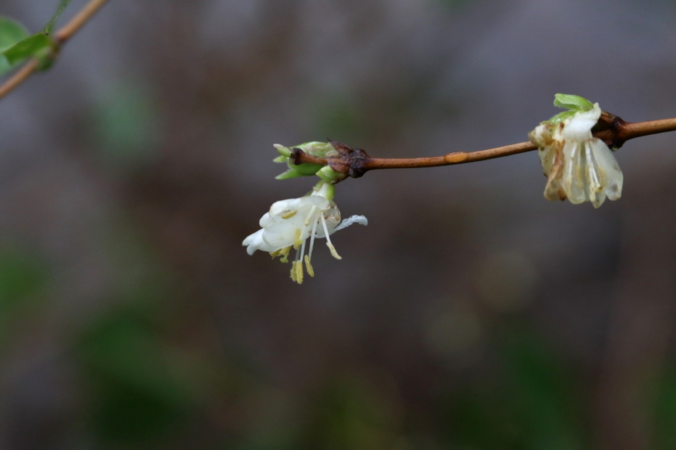Lonicera purpusii Lonicera purpusii