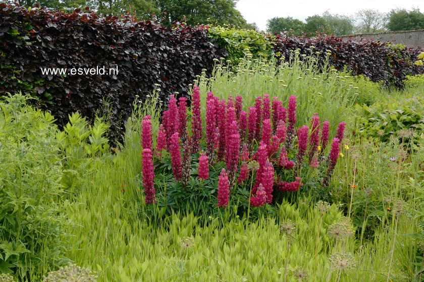 Lupinus 'Gallery Red'