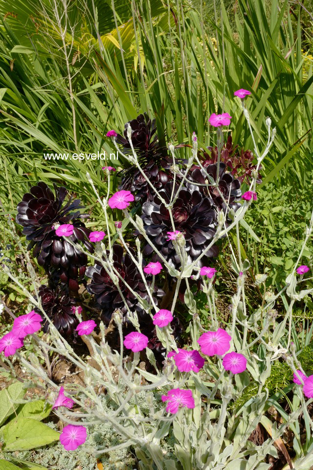 Lychnis coronaria