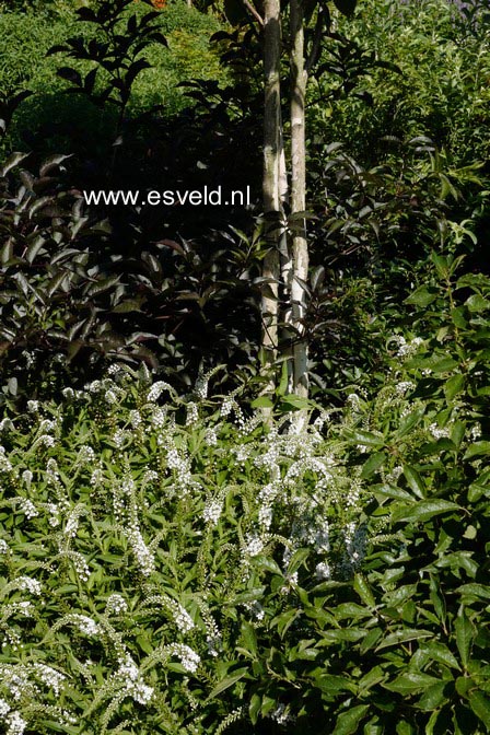 Lysimachia clethroides