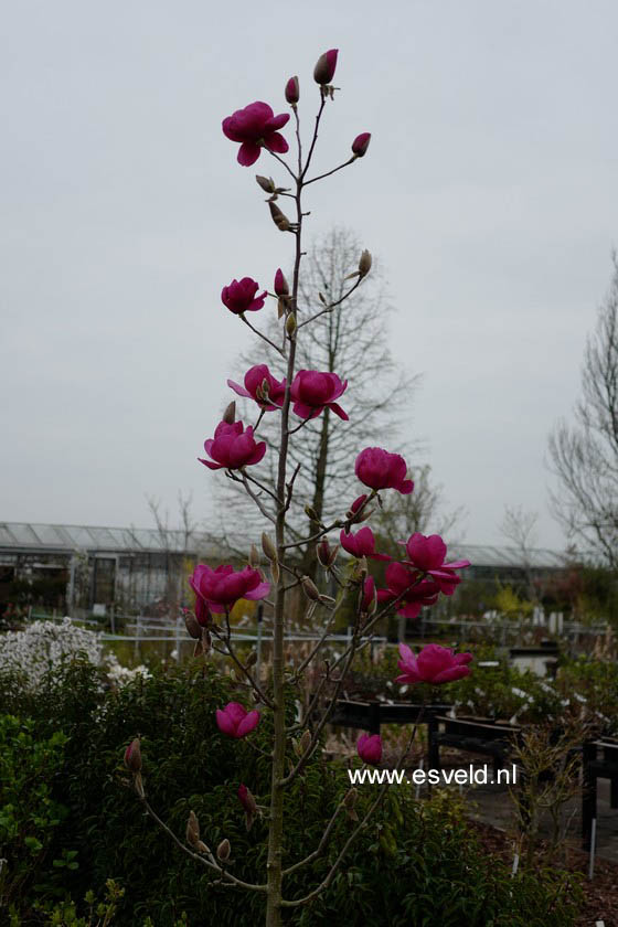 Magnolia 'Felix Jury'