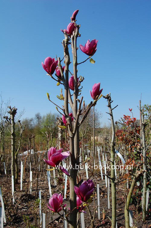 Magnolia 'Shirazz'