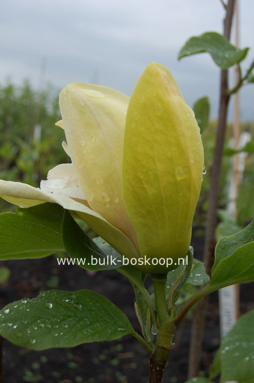 Magnolia 'Sunsation'