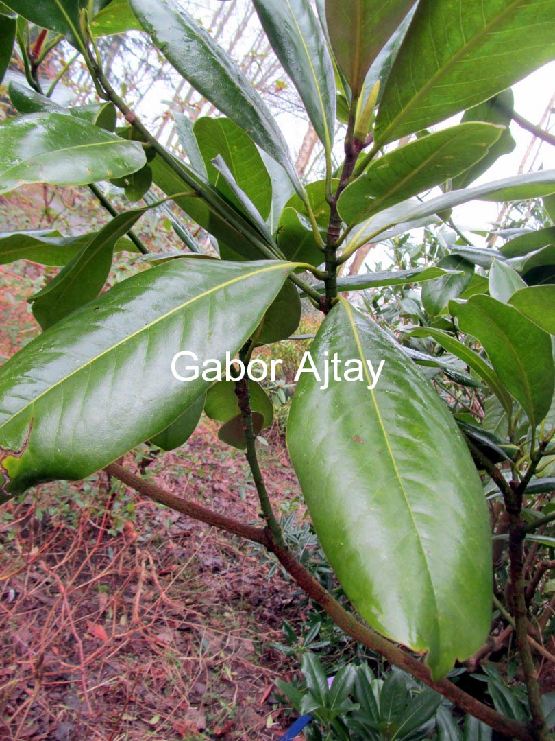 Magnolia grandiflora 'Edith Bogue'