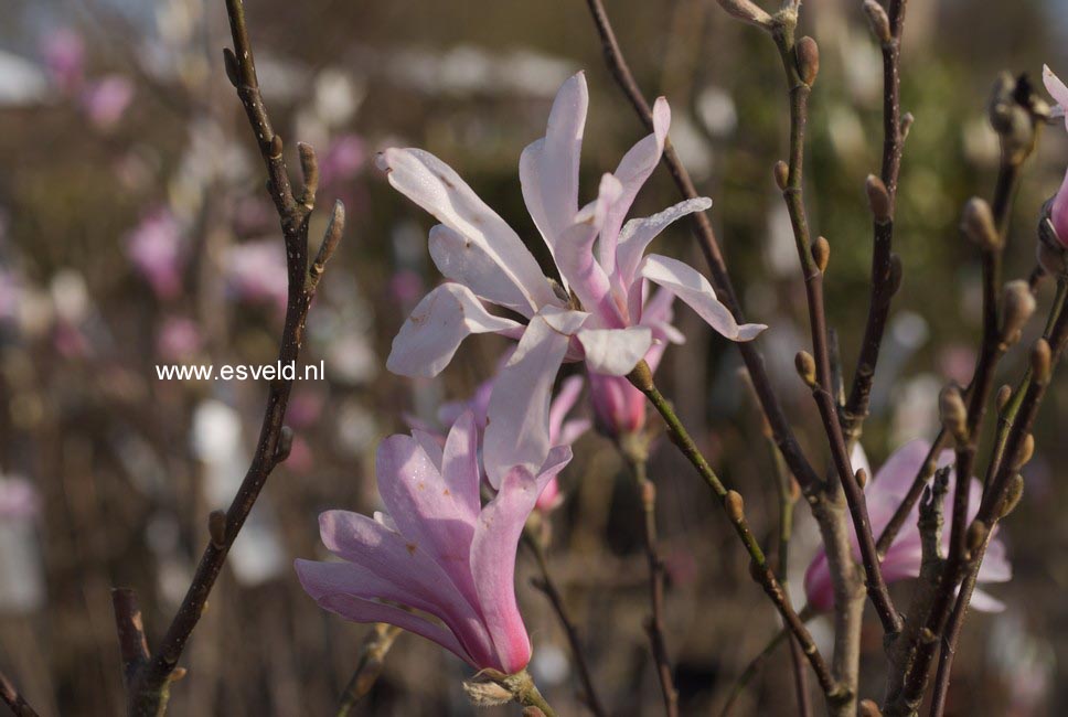 Magnolia loebneri 'Leonard Messel'