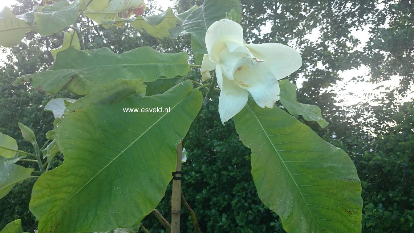 Magnolia macrophylla ssp. ashei