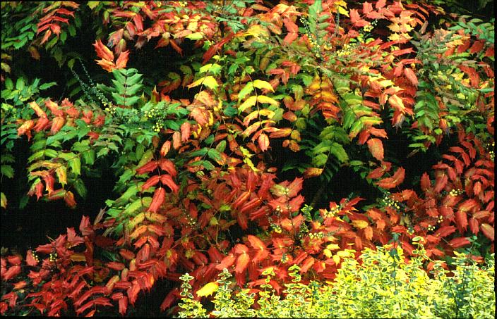 Mahonia japonica