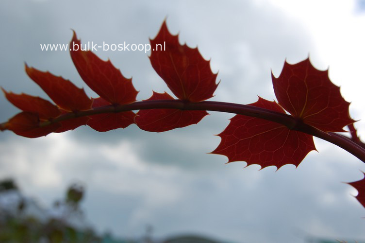 Mahonia lindsaye 'Cantab'