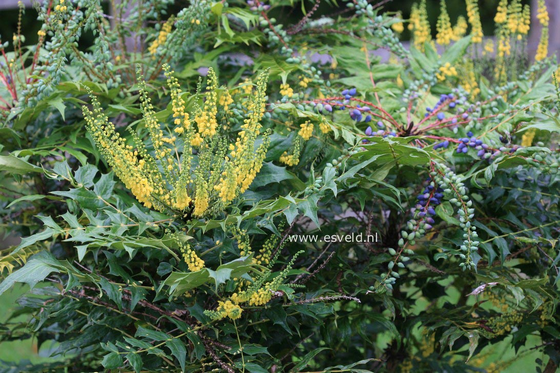 Mahonia media 'Winter Sun'