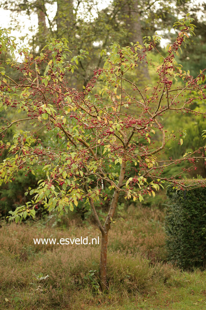 Malus baccata mandshurica