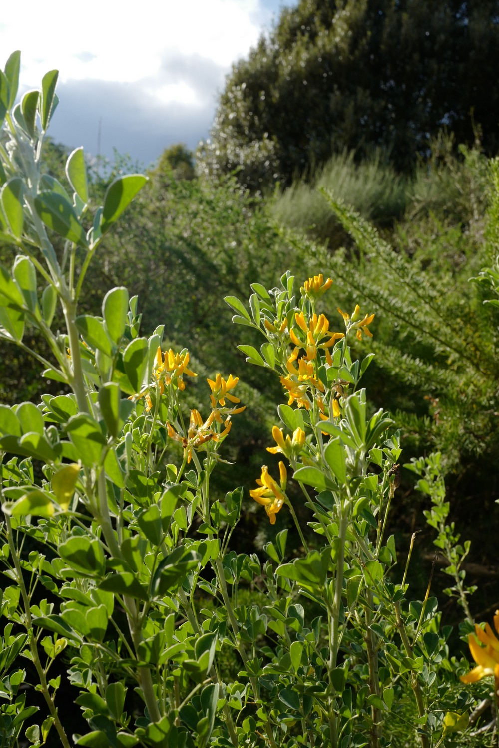 Medicago arborea