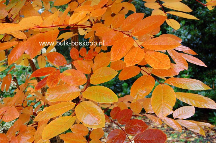 Meliosma veitchiorum