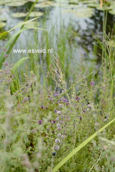 Mentha pulegium