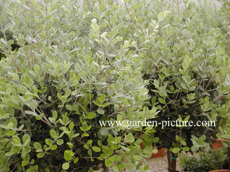 Metrosideros excelsa