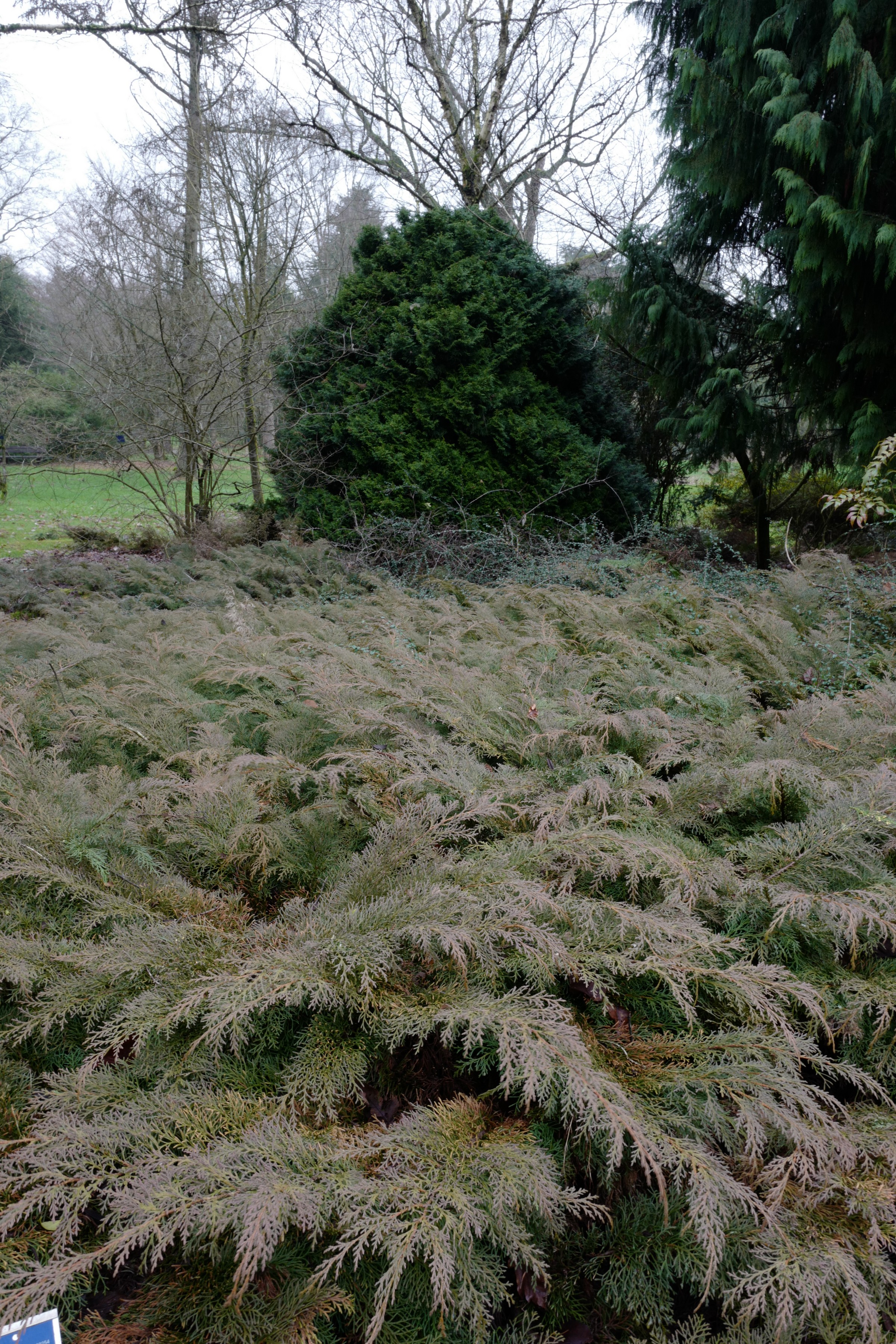 Microbiota decussata