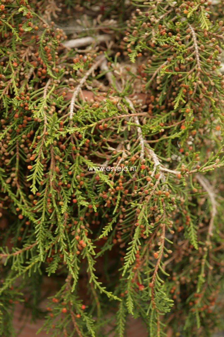 Microcachrys tetragona