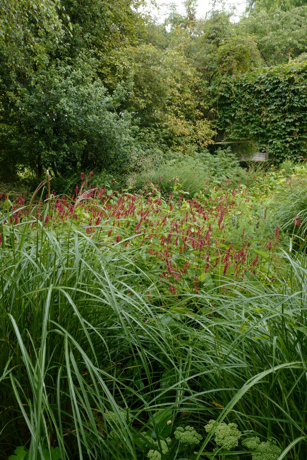 Miscanthus sinensis 'Flamingo'