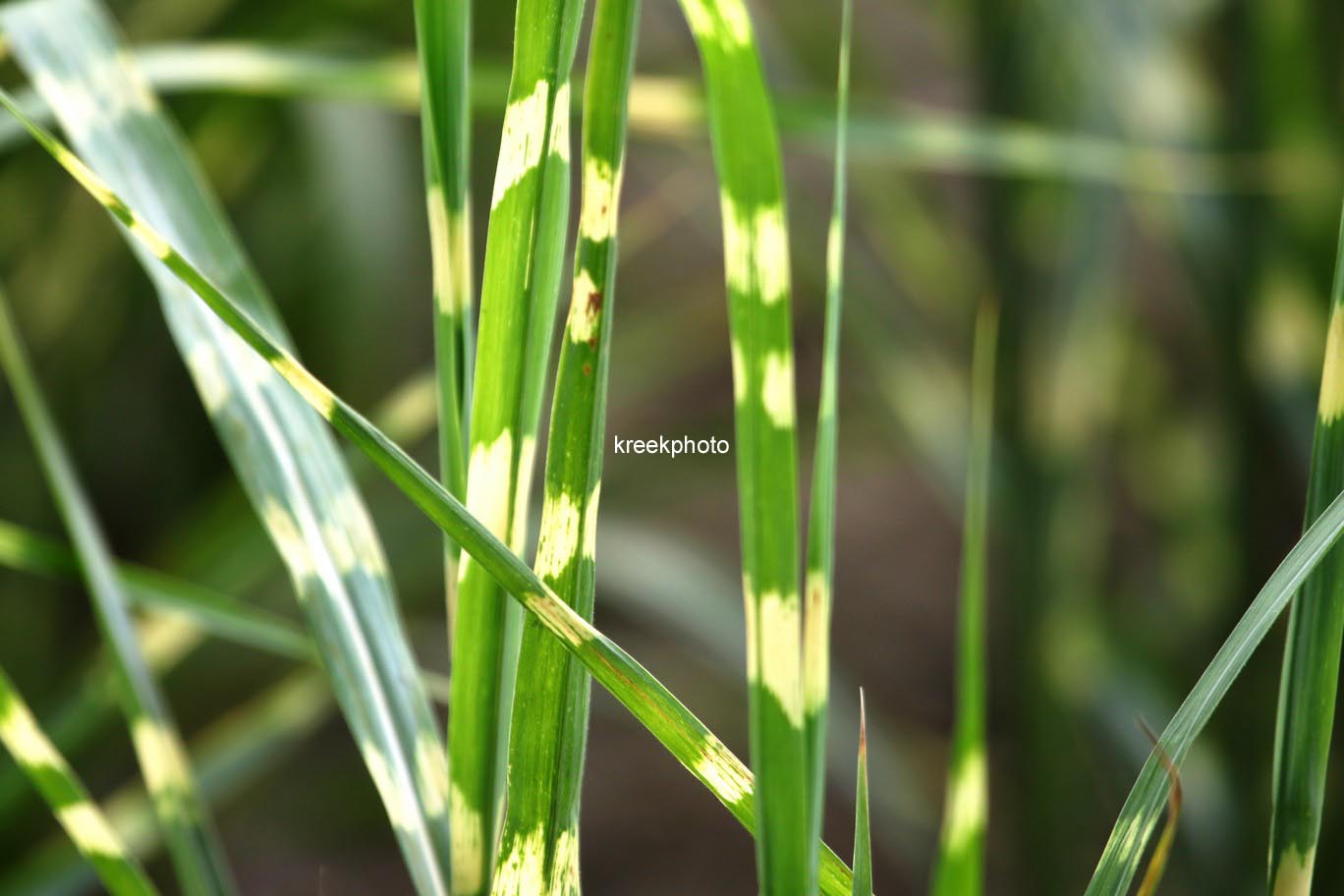 Miscanthus sinensis 'Zebrinus'