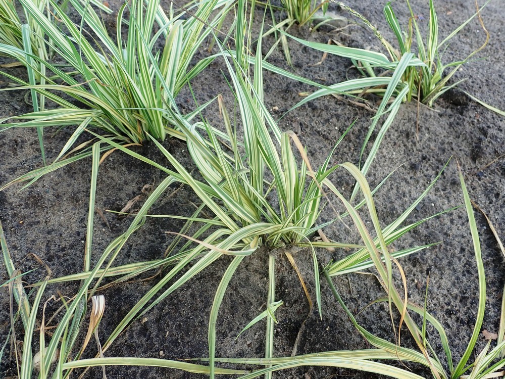 Molinia caerulea 'Variegata'