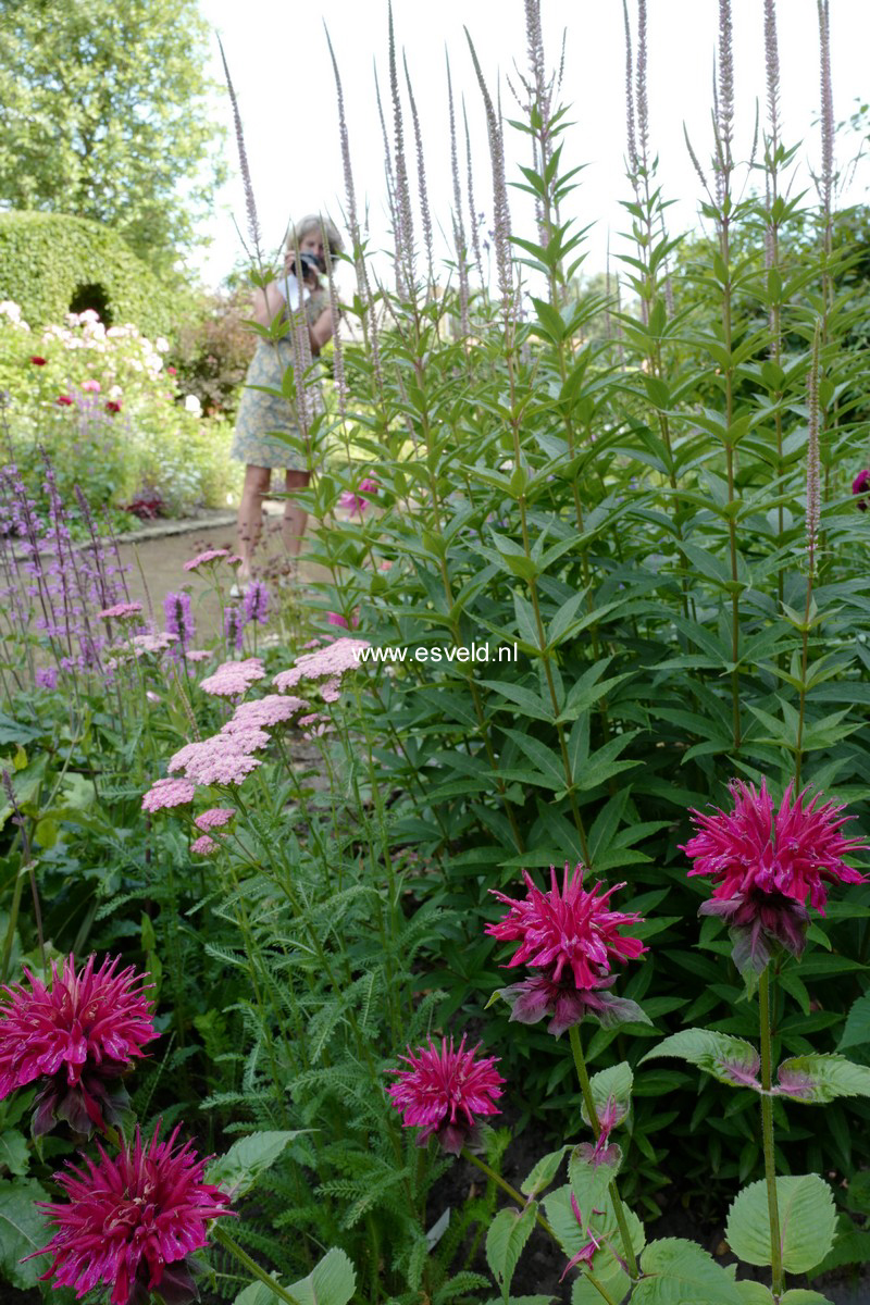 Monarda 'Squaw'