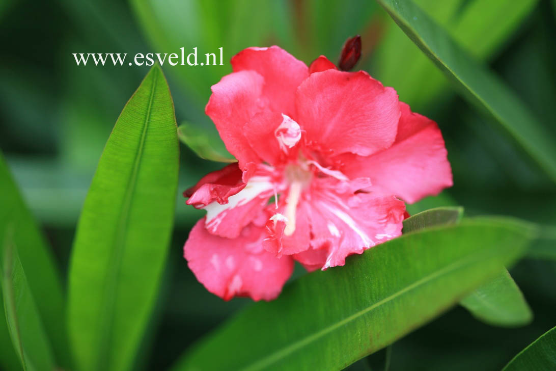 Nerium oleander