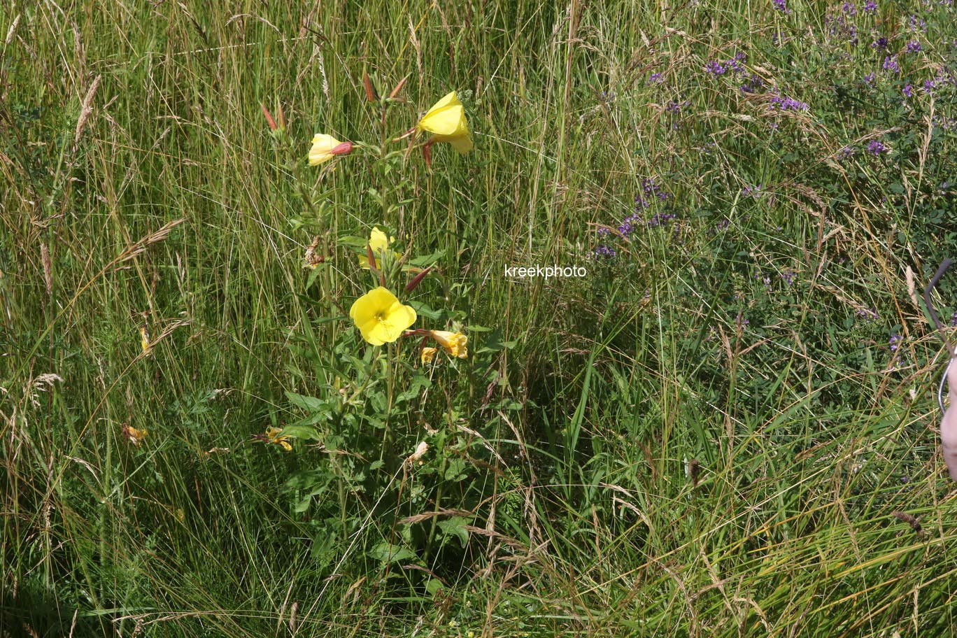Oenothera biennis