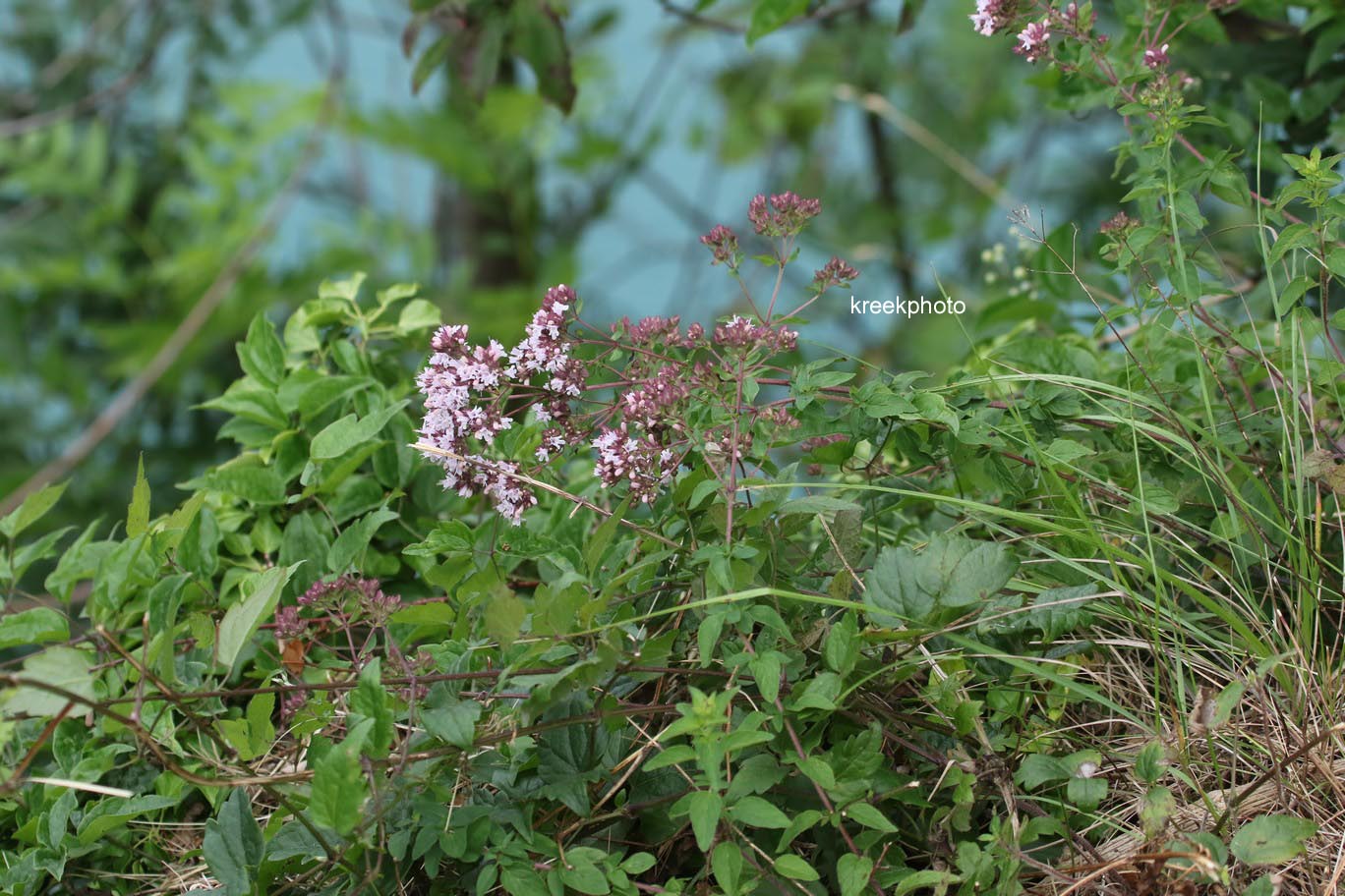 Origanum vulgare