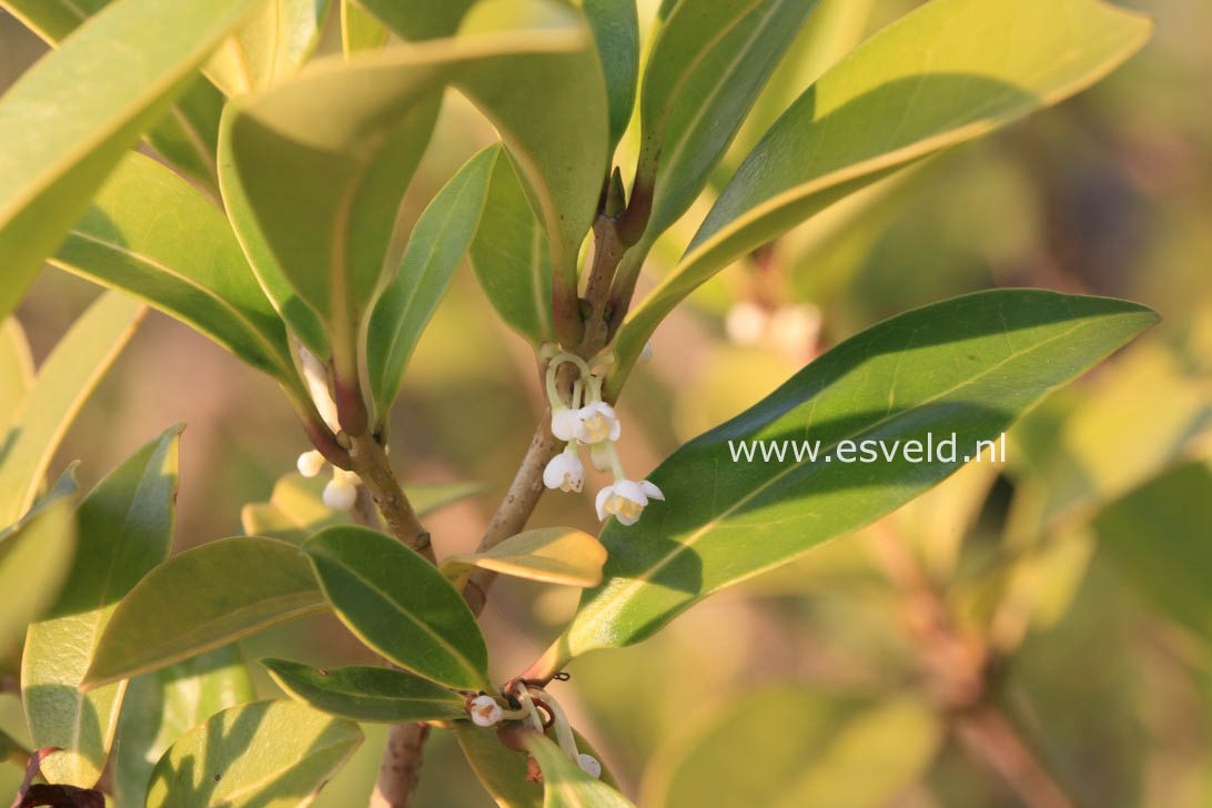 Osmanthus americanus