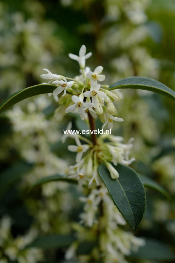 Osmanthus burkwoodii
