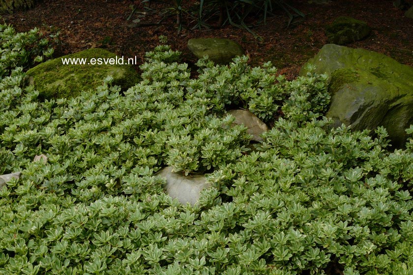 Pachysandra terminalis 'Variegata'