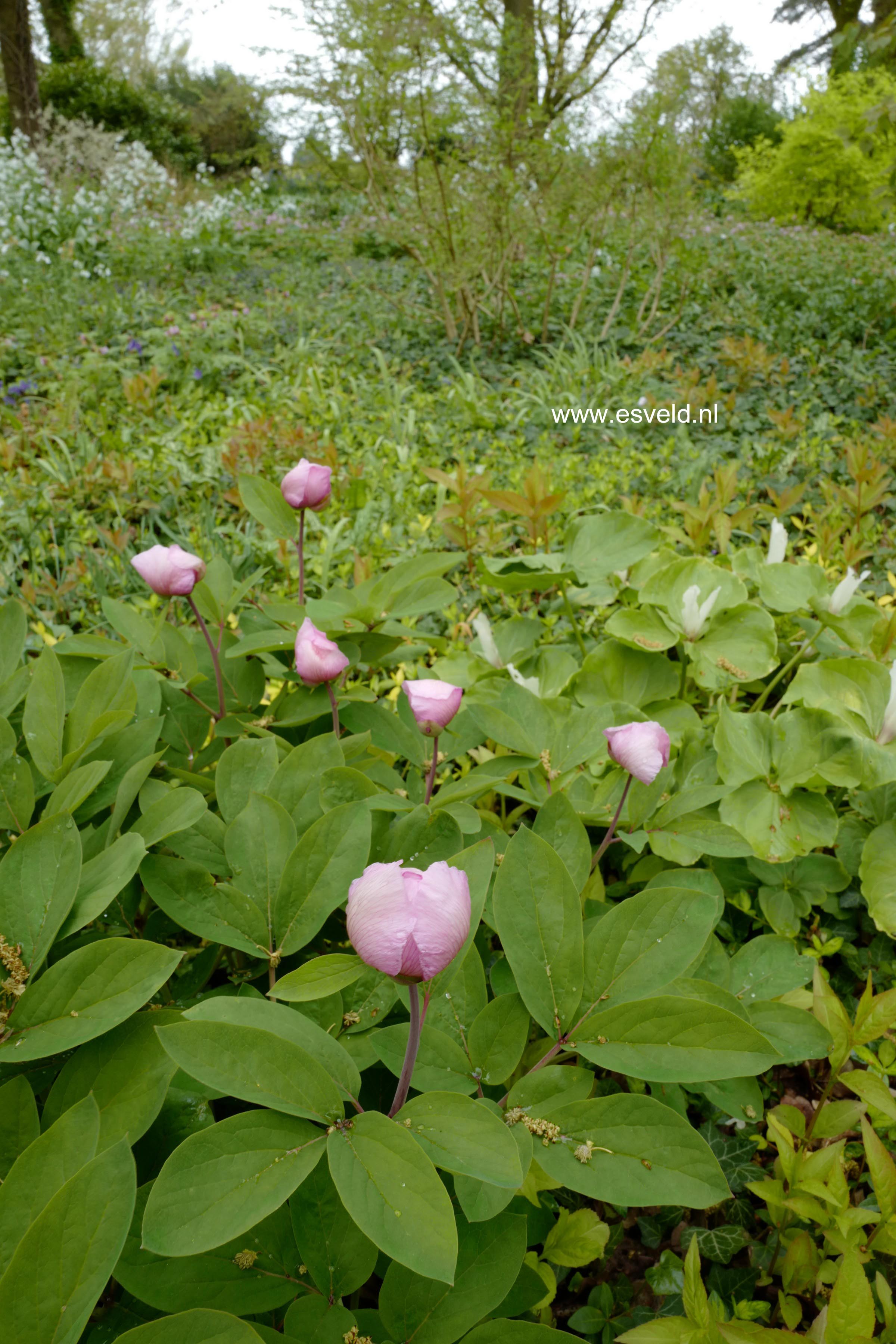 Paeonia mlokosewitschii