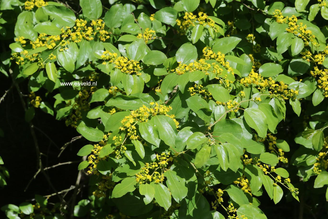 Paliurus spina-christi