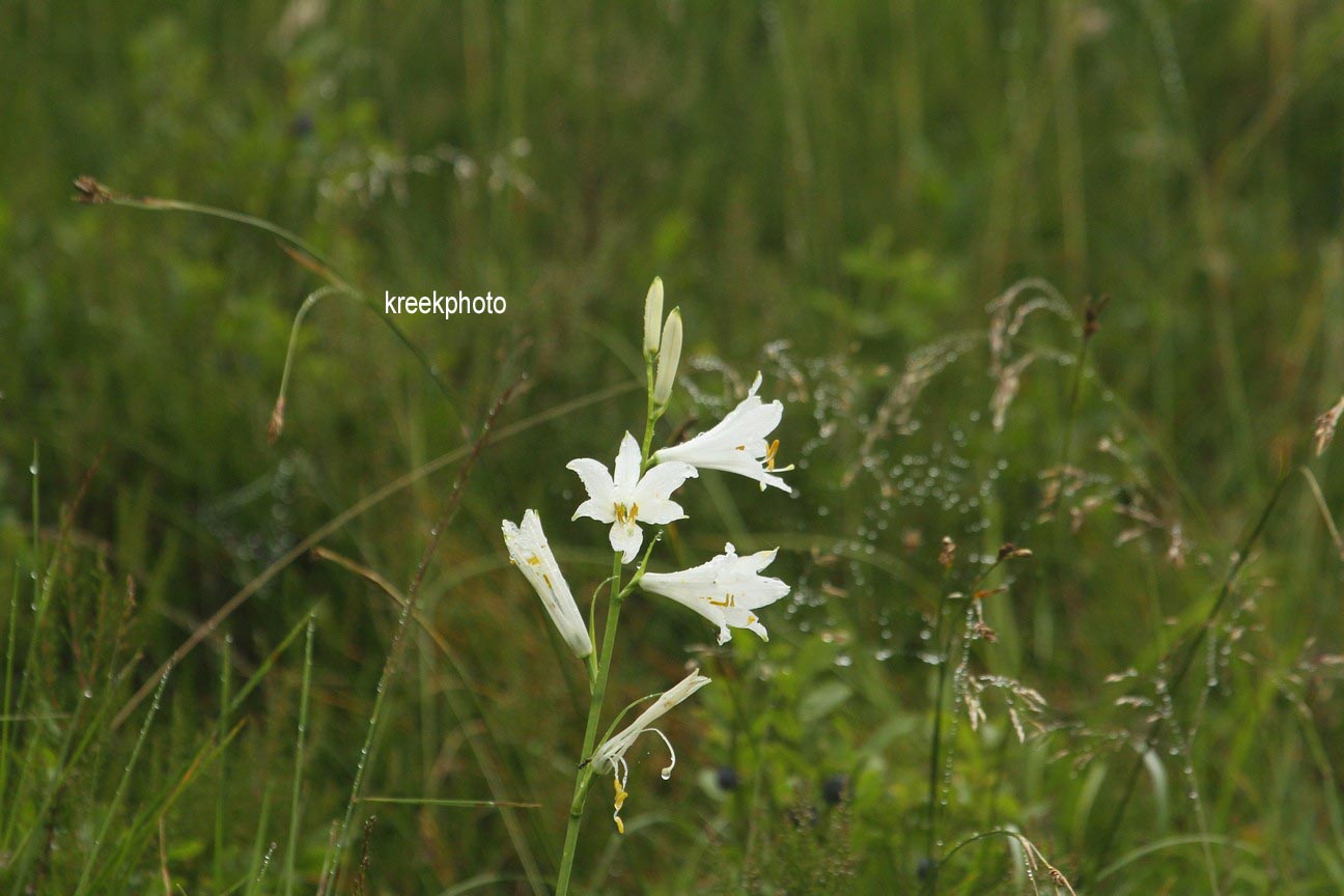 Paradisea liliastrum