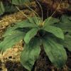 Paris polyphylla