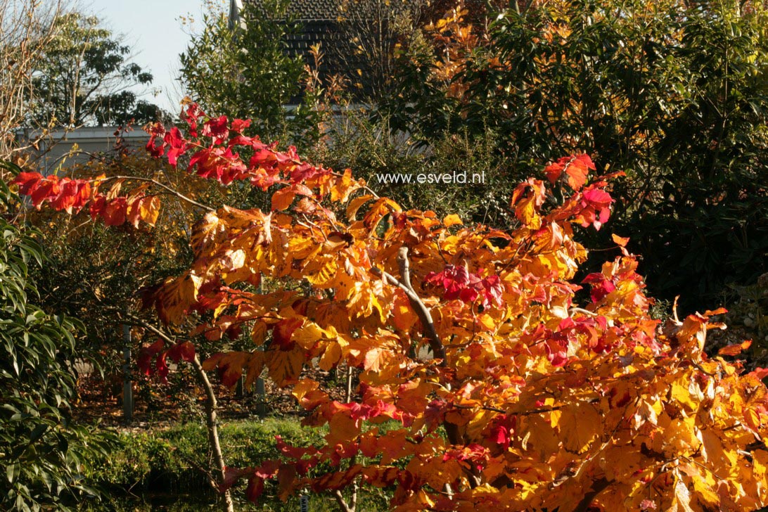 Parrotia persica 'Felicie'