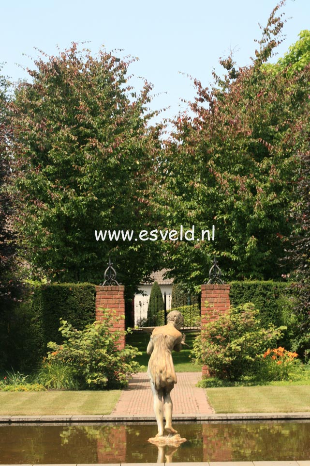 Parrotia persica 'Vanessa'