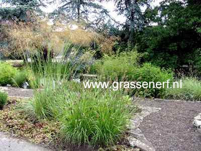 Pennisetum 'Red Bunny Tails'