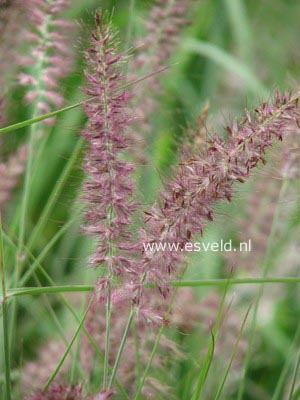 Pennisetum orientale 'Karley Rose'