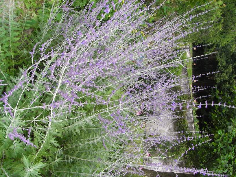 Perovskia atriplicifolia
