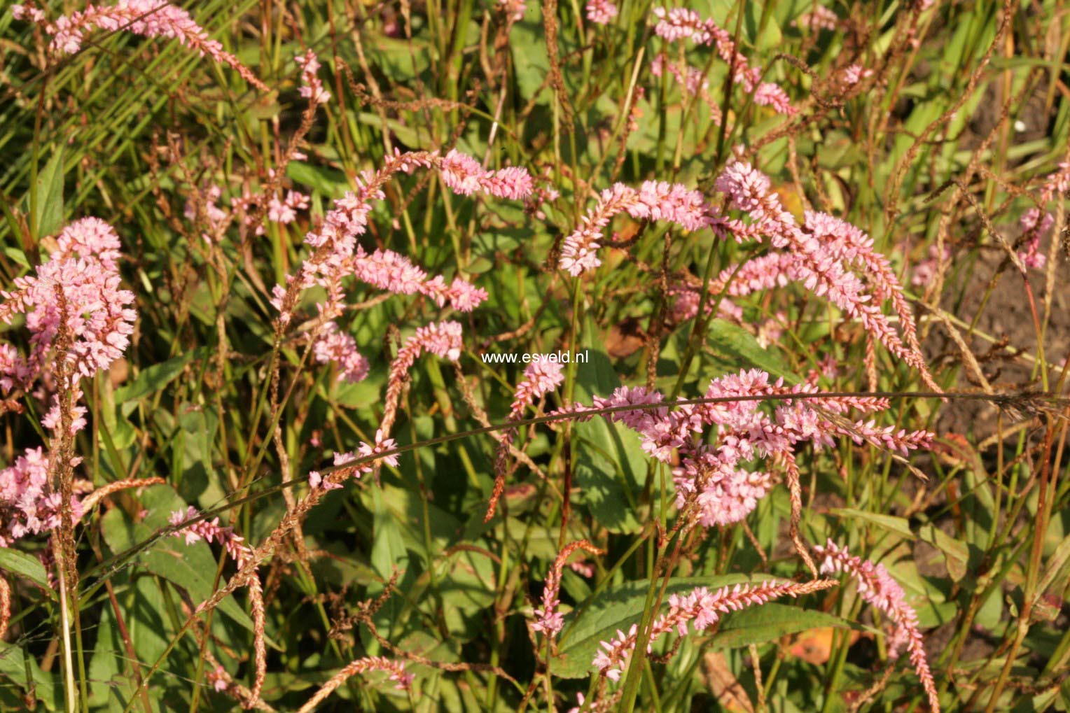 Persicaria amplexicaulis 'Pink Elephant'