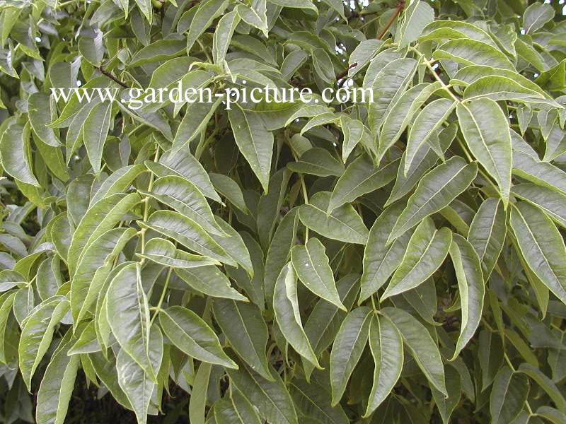 Phellodendron amurense