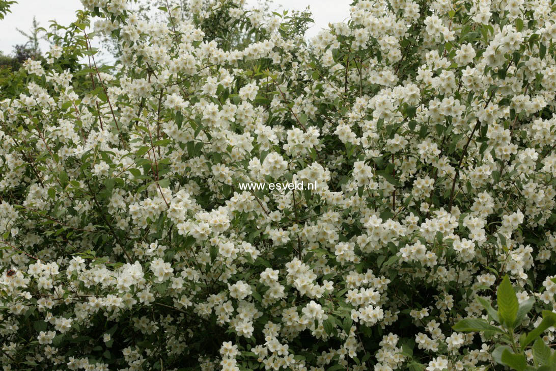 Philadelphus lewisii 'Waterton'