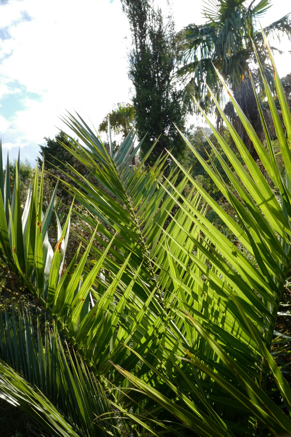 Phoenix canariensis