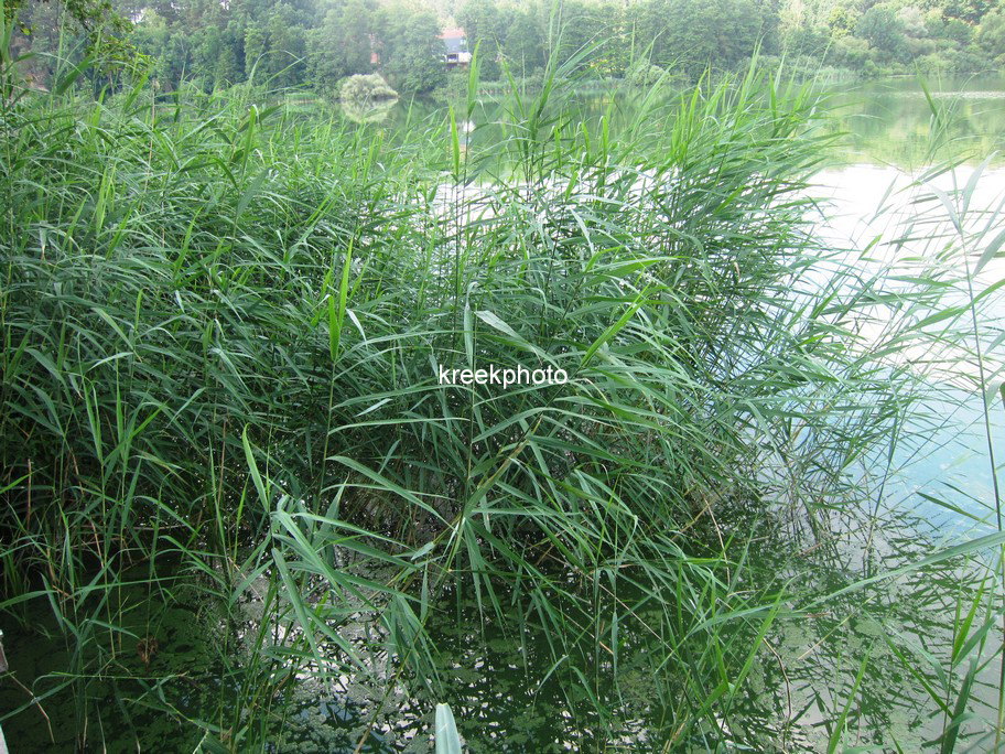 Phragmites australis