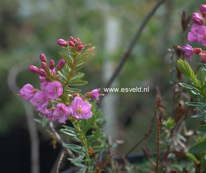 Phylliopsis hillieri 'Pinocchio'