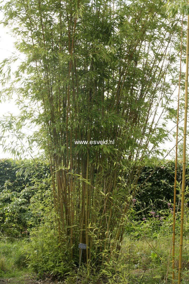 Phyllostachys aurea